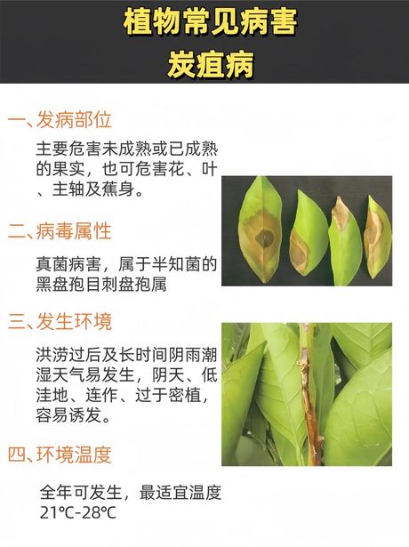 植物炭疽病，如何预防和治疗植物炭疽病？