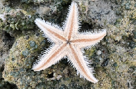 纪海星：神秘的海洋生物