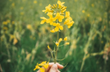 婺源 油菜花(浪漫春光之婺源油菜花海)