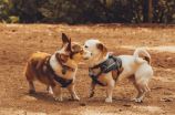 柯基犬(你了解柯基犬吗？这里有柯基犬的全方位介绍)