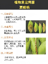 植物炭疽病，如何预防和治疗植物炭疽病？