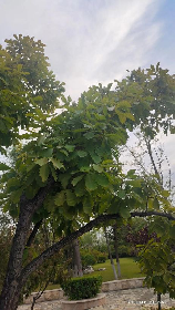 蒙古栎，探秘中国珍稀植物——蒙古栎